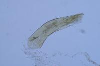 Aplota palpella