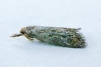 Aplota palpella