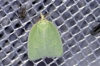 Tortrix viridana