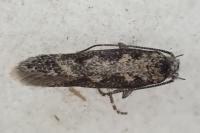 Pogochaetia solitaria