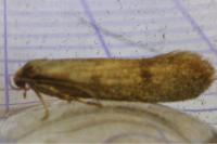 Agnoea josephinae