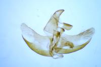 Agnoea josephinae