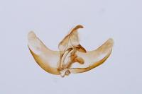 Agnoea josephinae
