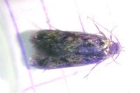 Borkhausenia fuscescens