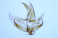 Borkhausenia fuscescens