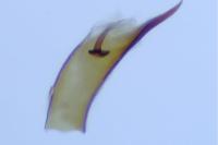 Borkhausenia fuscescens