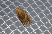 Ancylis obtusana