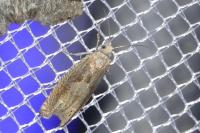 Eucosma