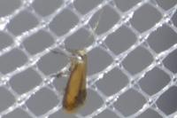 Coptotriche marginea