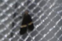 Aproaerema