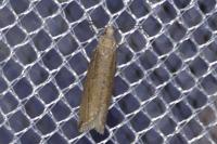 Bactra