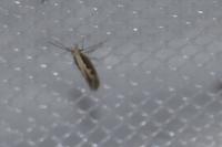 Plutella xylostella