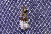 Hedya nubiferana