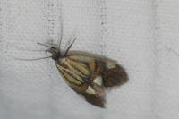 Alabonia geoffrella