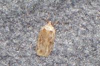 Agonopterix
