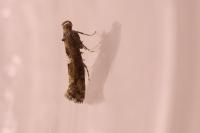 Acrolepiopsis assectella