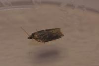 Acleris