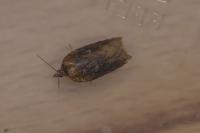 Acleris