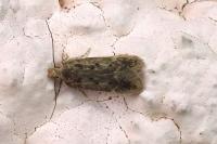 Bryotropha