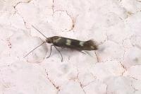 Scythris scopolella