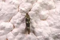 Scythris scopolella