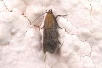 Stomopteryx