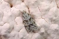 Symmoca signatella