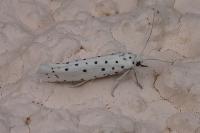 Yponomeuta