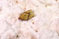 Clepsis consimilana