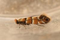 Phyllonorycter klemannella
