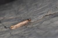 Ypsolopha ustella