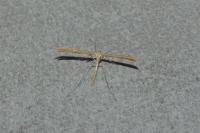Emmelina monodactyla