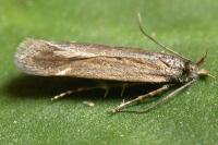 Aroga velocella