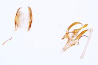 Aroga velocella
