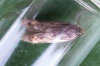 Cosmardia moritzella