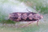 Pogochaetia solitaria