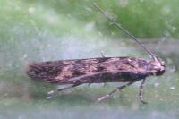 Pogochaetia solitaria