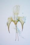 Pogochaetia solitaria