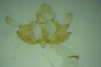 Coleophora ditella