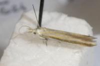 Coleophora ditella