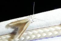 Coleophora ditella