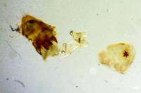 Acleris cristana