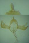 Blastobasis phycidella