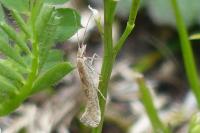 Plutella xylostella