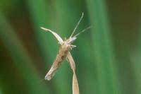 Plutella xylostella