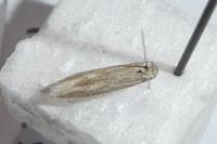 Ptocheuusa paupella
