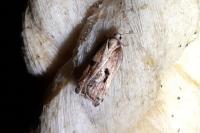 Acleris cristana