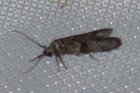 Blastobasis