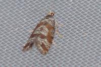 Rhyacionia maritimana