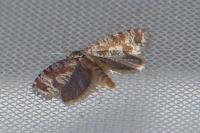 Rhyacionia maritimana